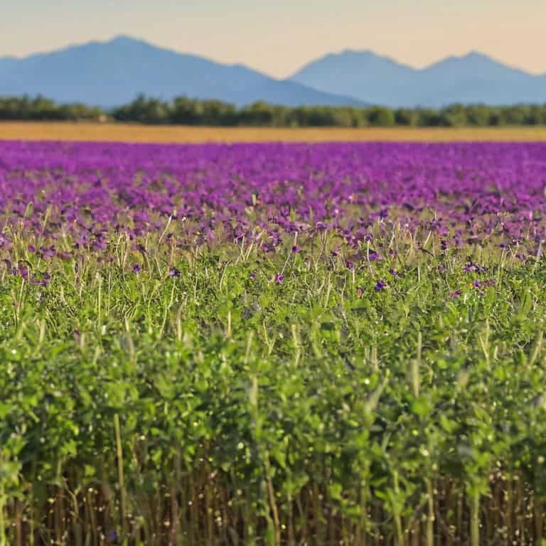 Savoring Best Sources vegan protein