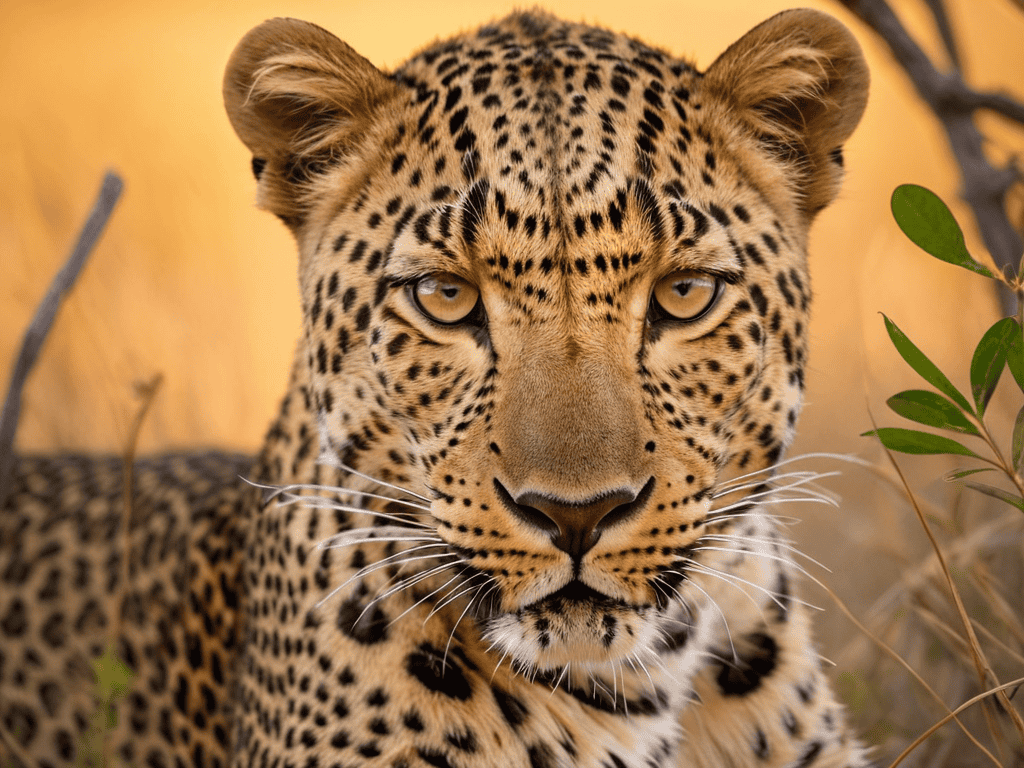 Wildlife Photography Tips